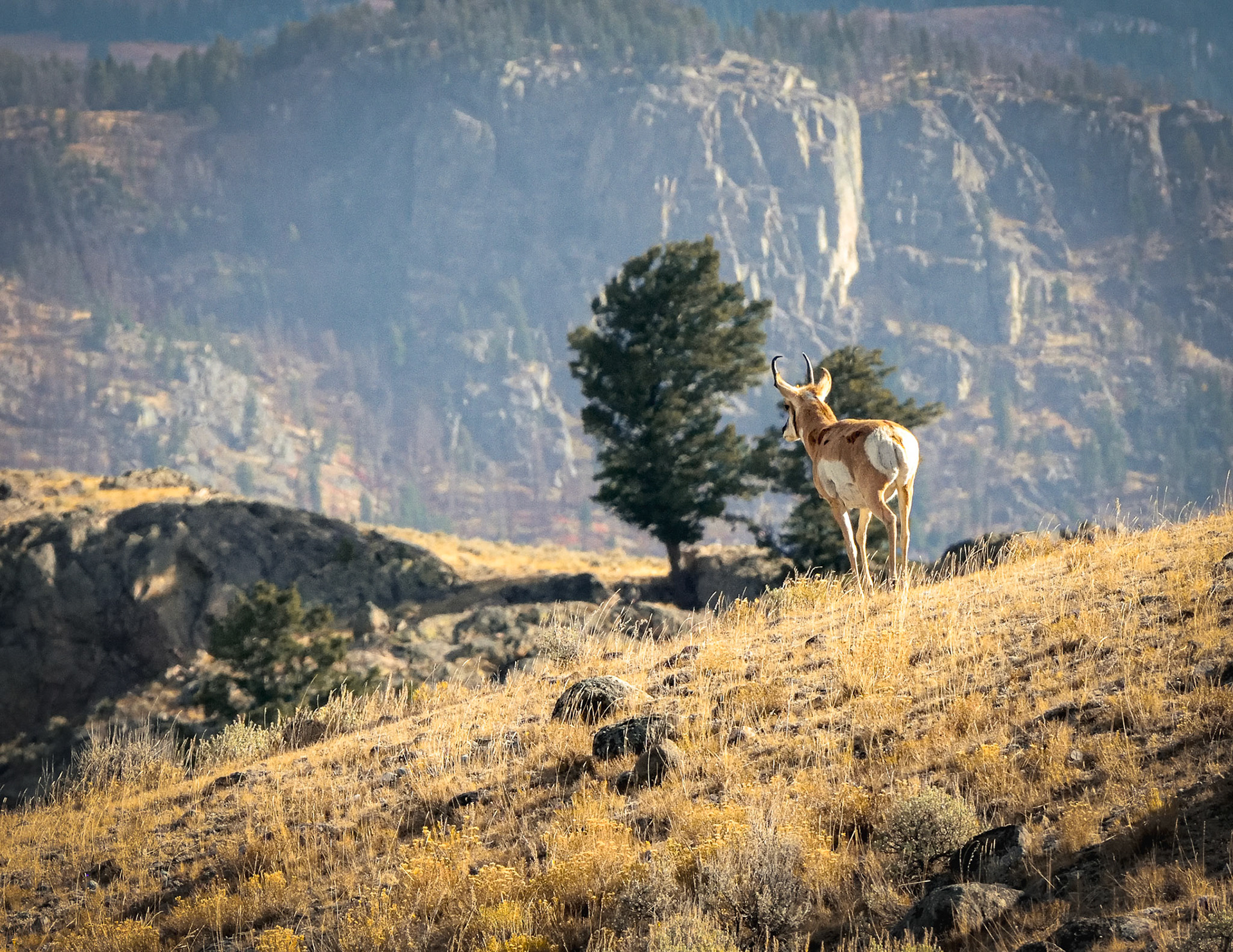 Pronghorn Gaze