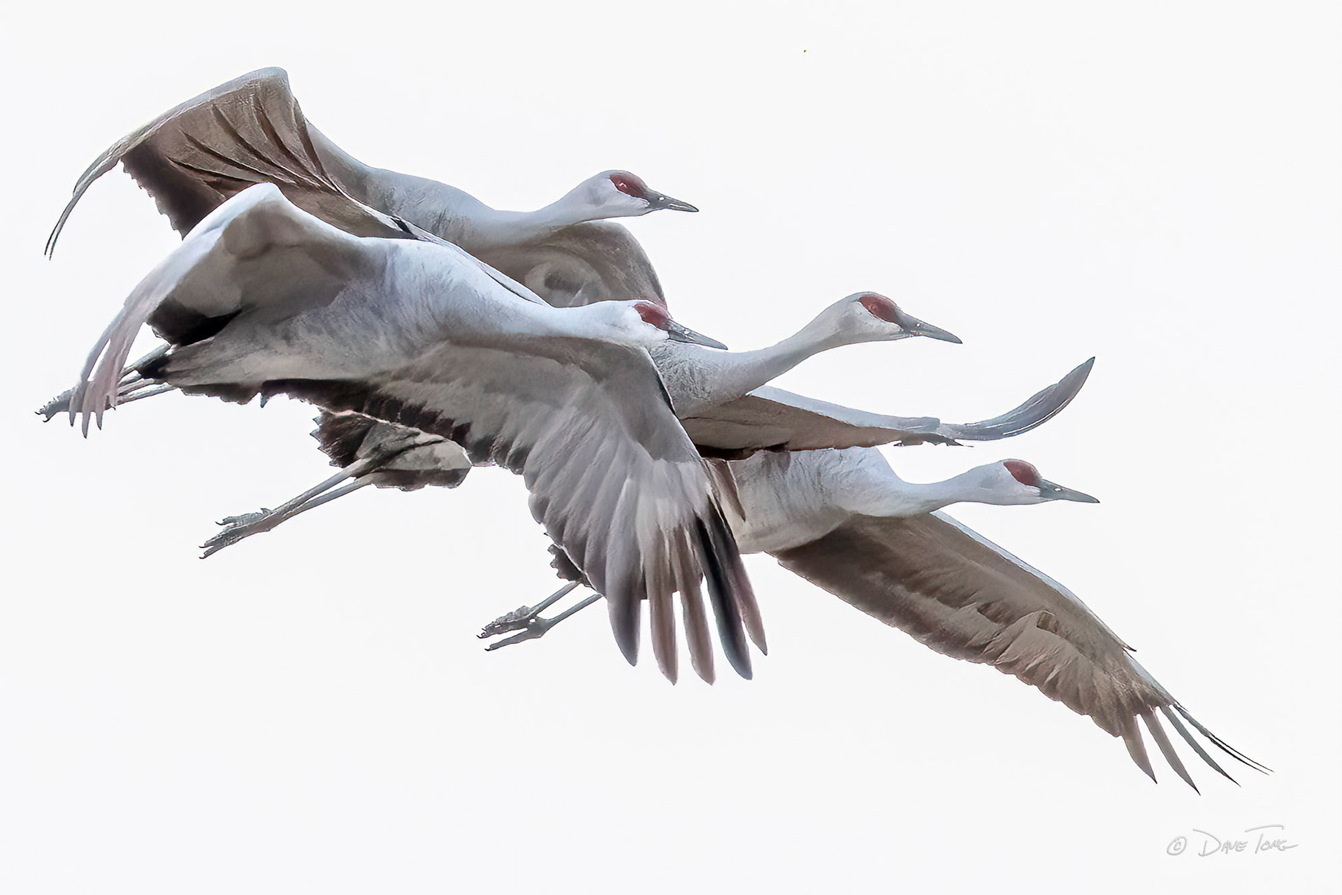 Sandhill Cranes | Quartet