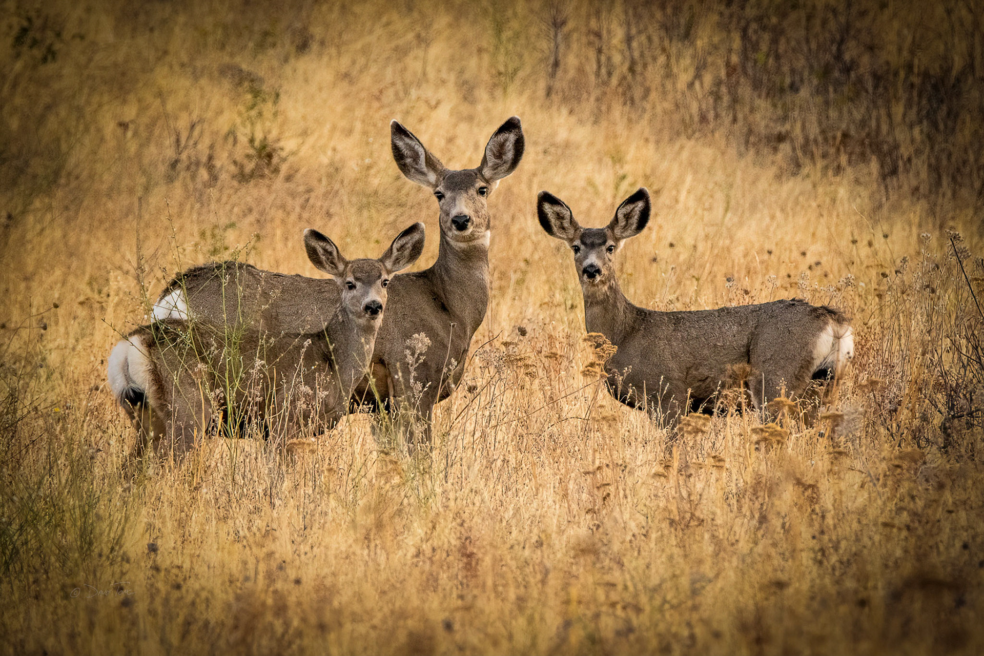 Mule Deer Trio