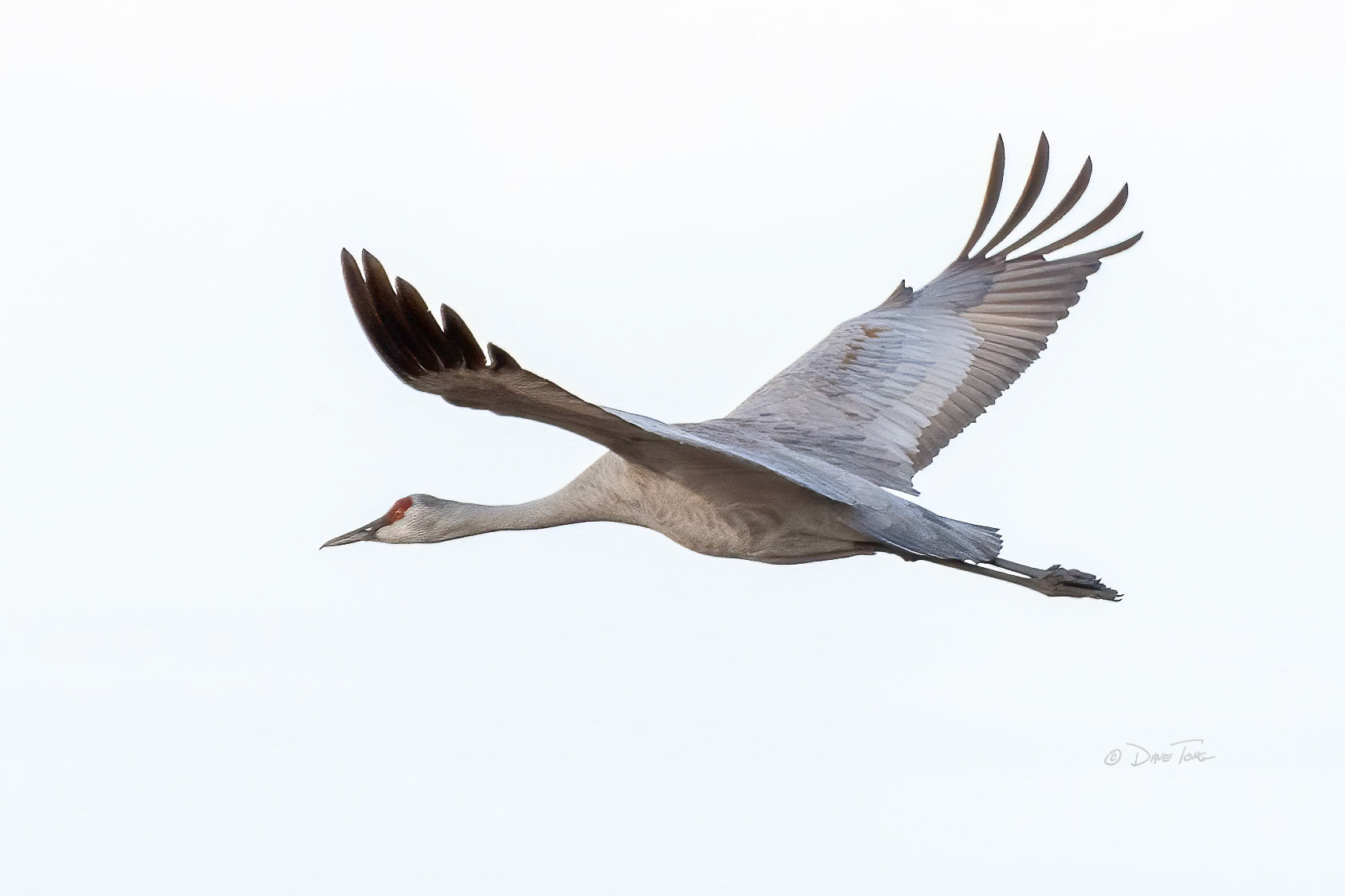 Sandhill Crane | Solo Flight