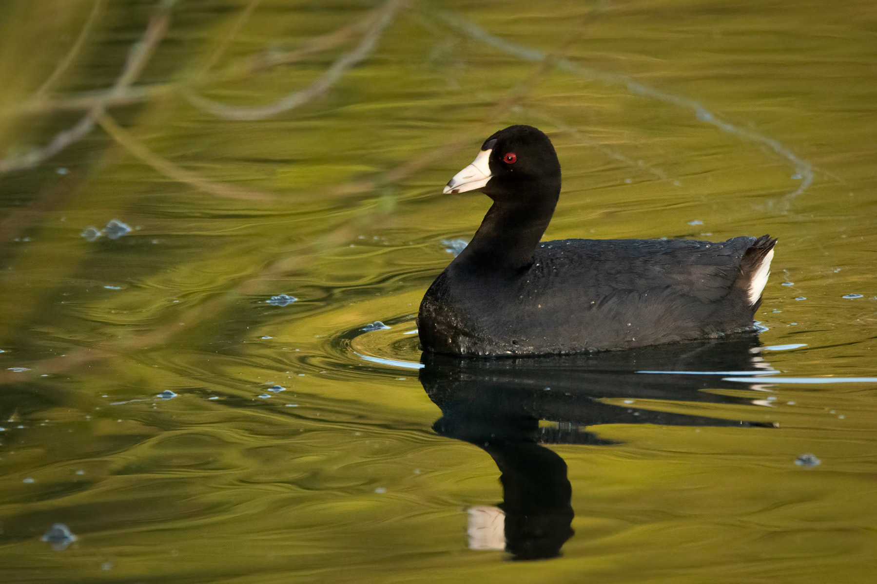 American Coot Reflection Blur