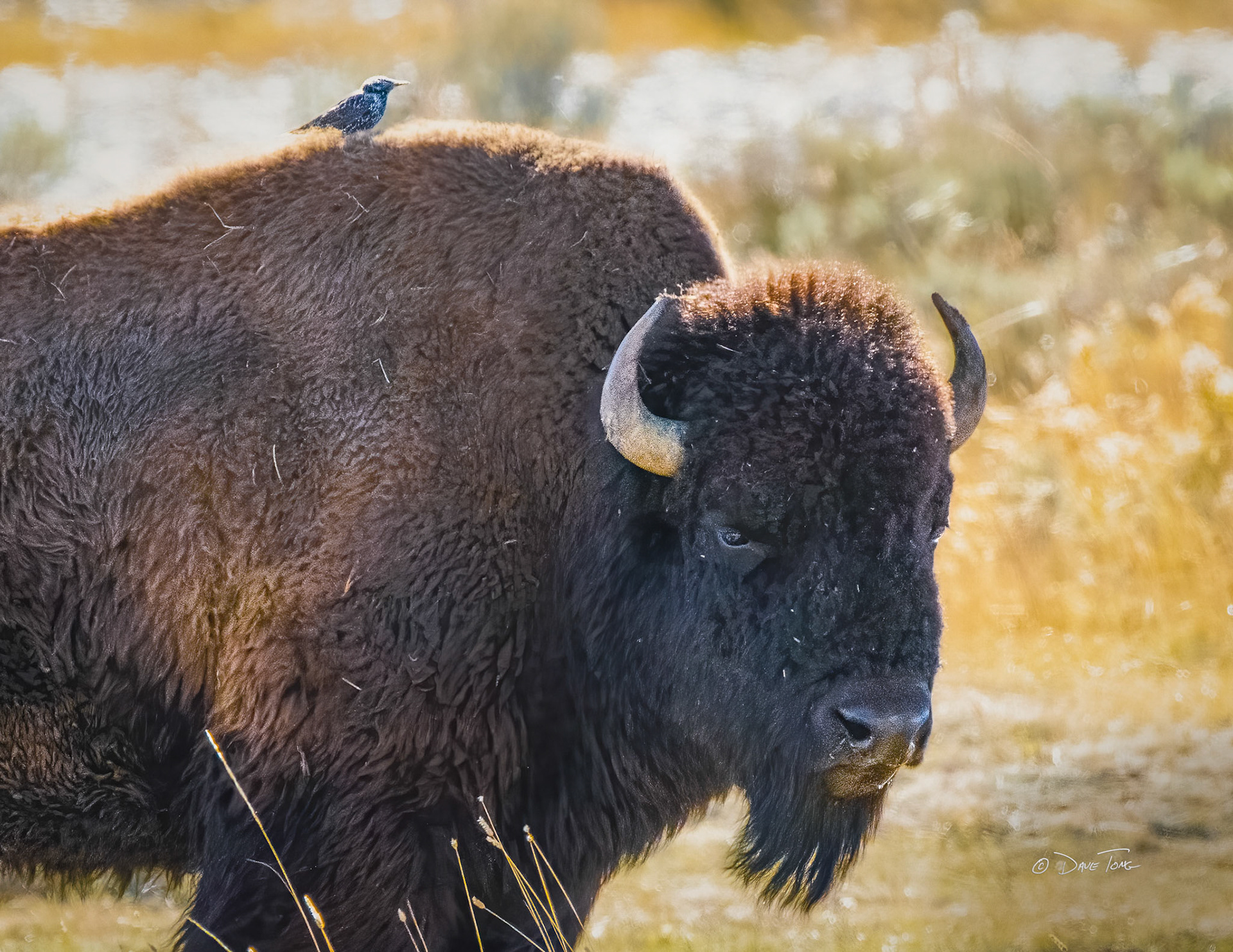 Bison with Bird