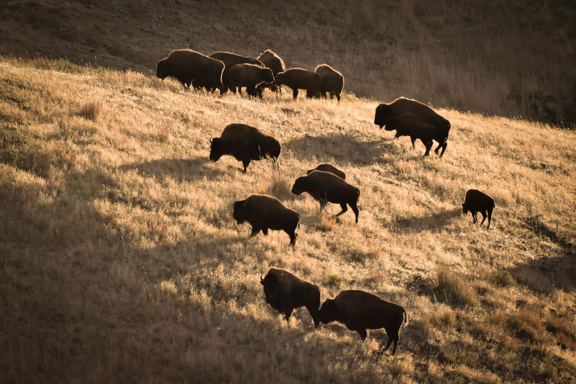 Silouetted Bison Slope