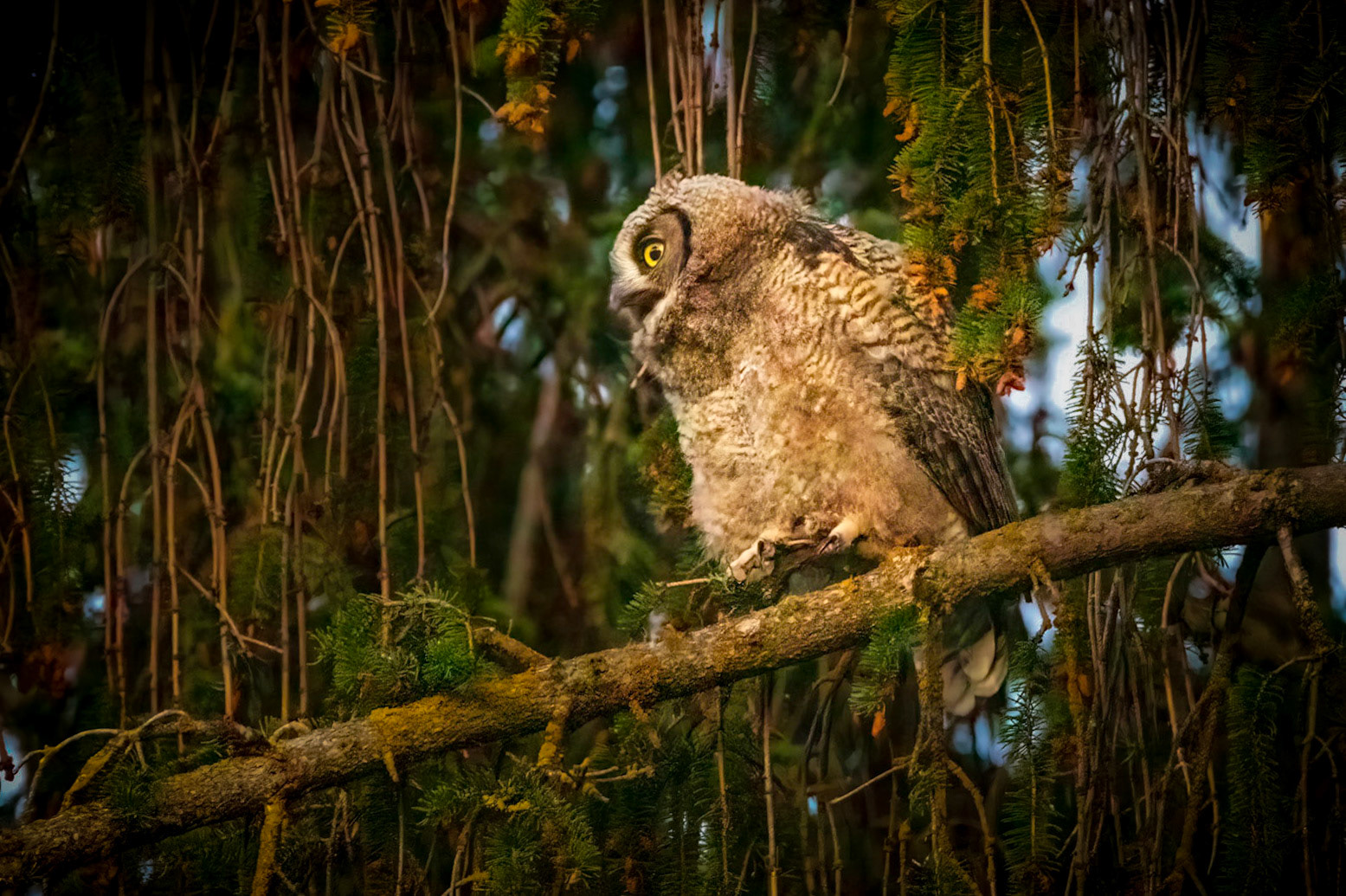 Fledgling Call