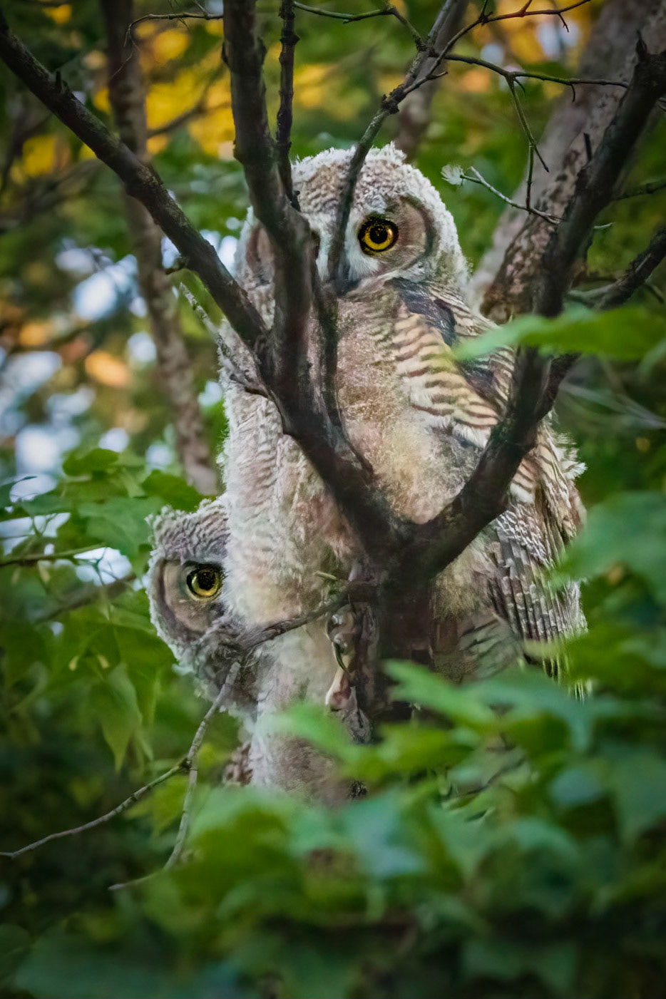 Curious and Careful