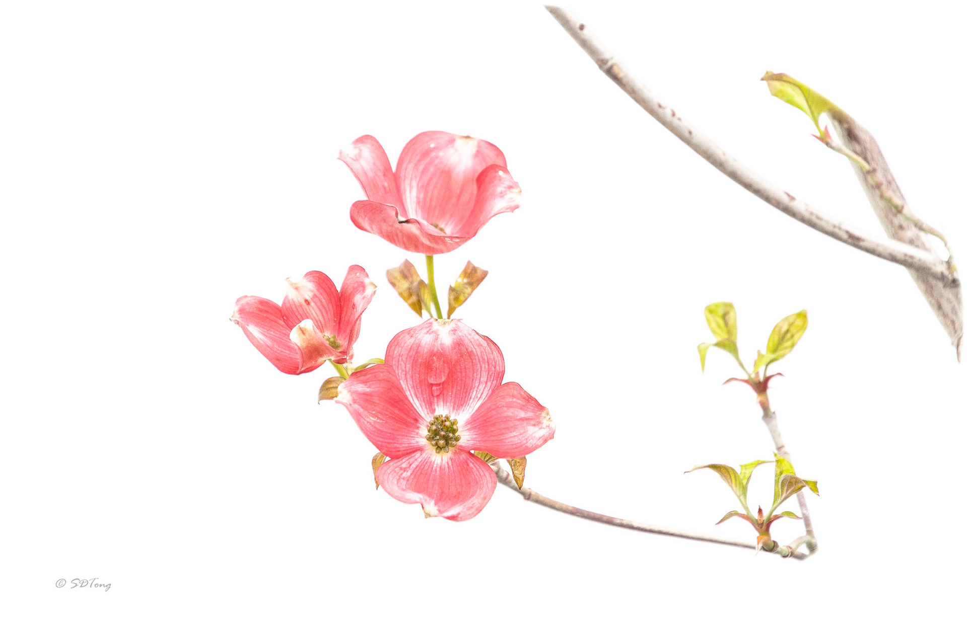 Pink Flowering Dogwood - Branch Left