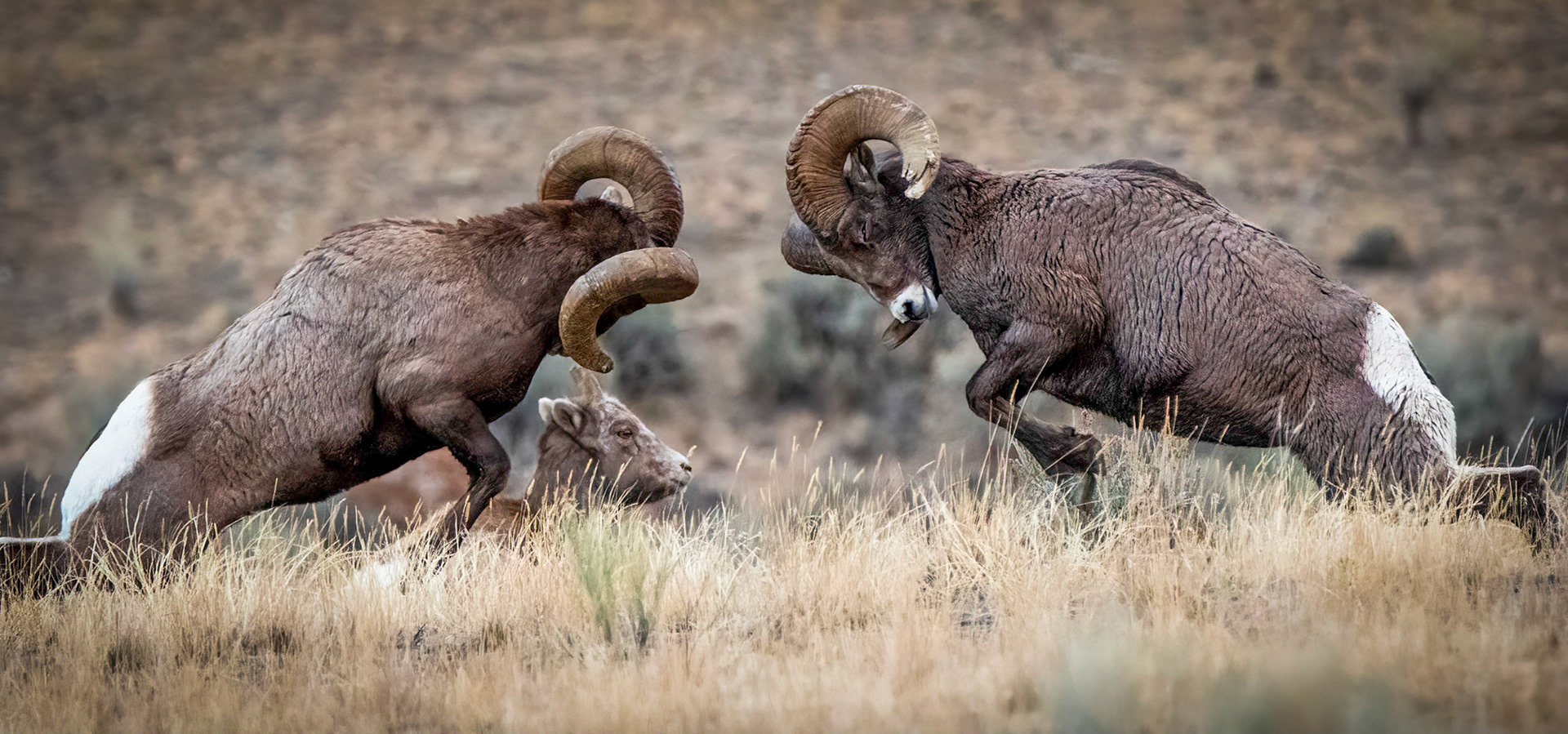 Battling for Ewe