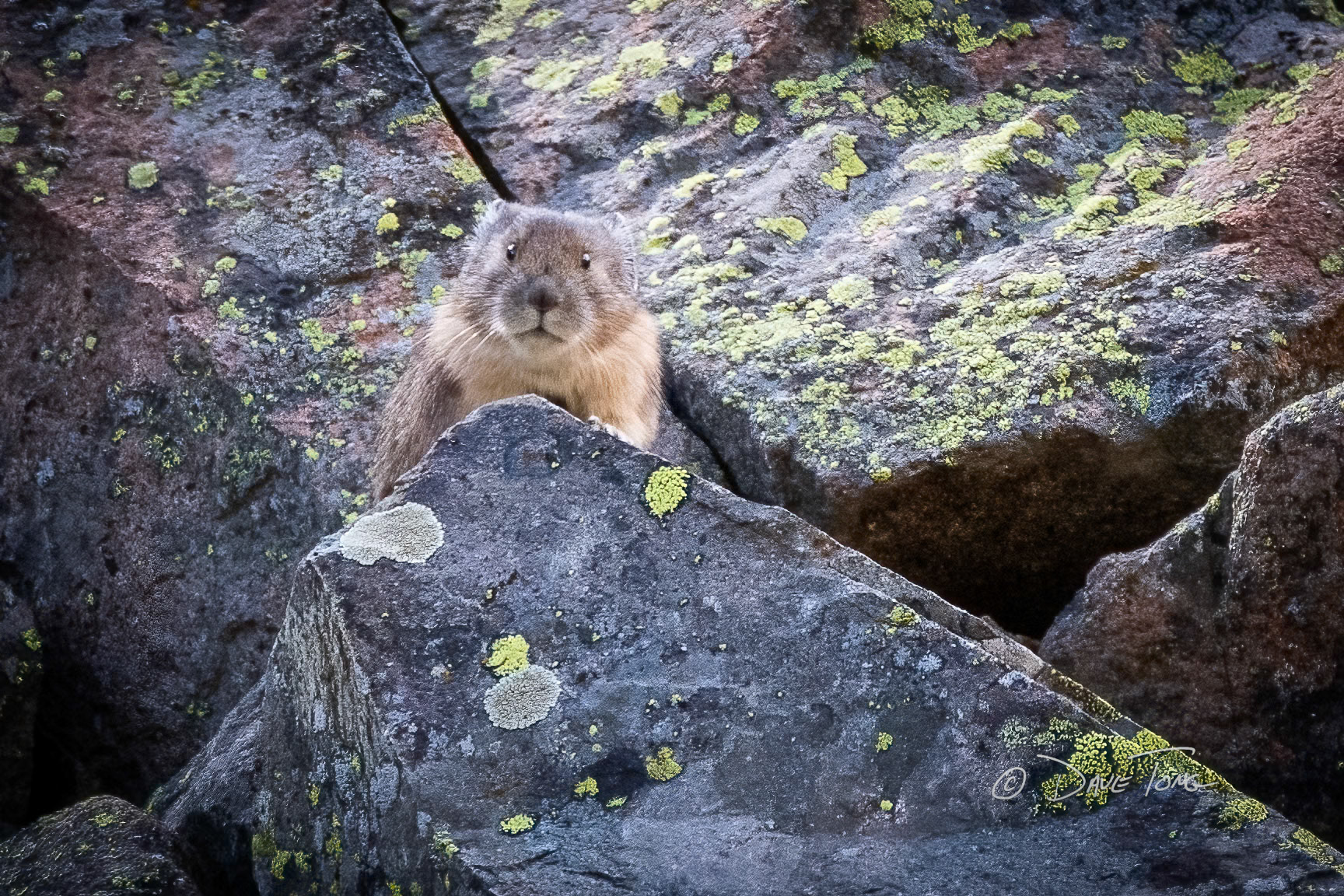Lichen Pika