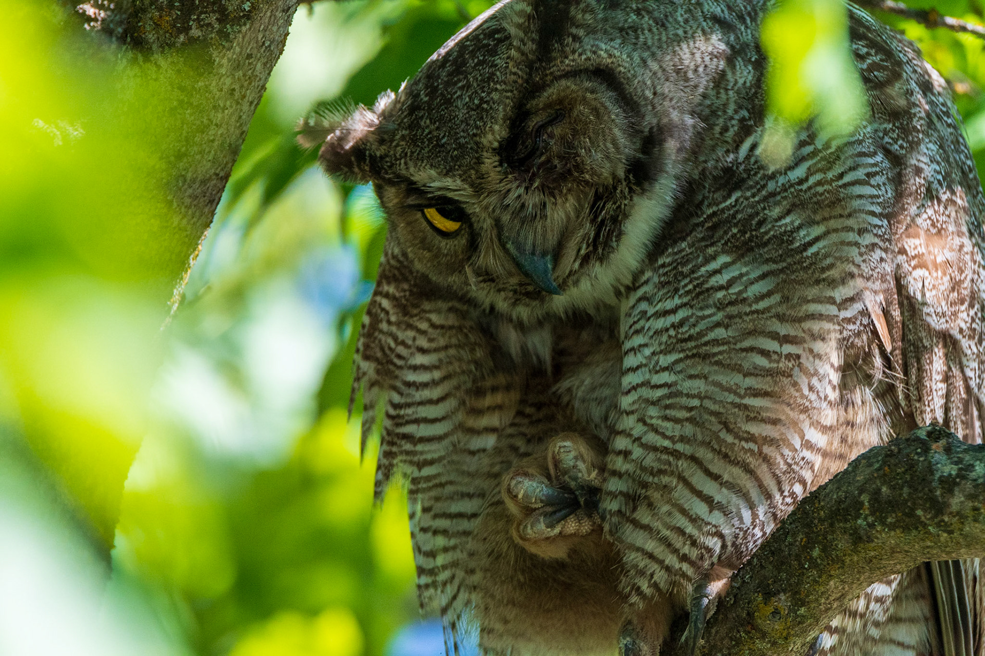Owl Picasso