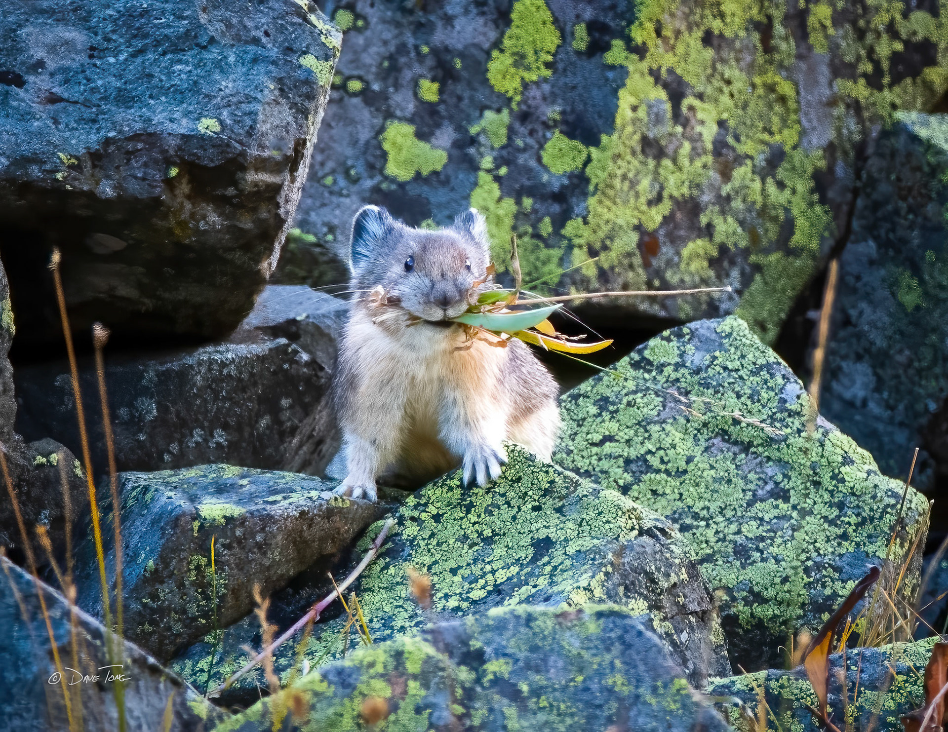 Pika Take Out