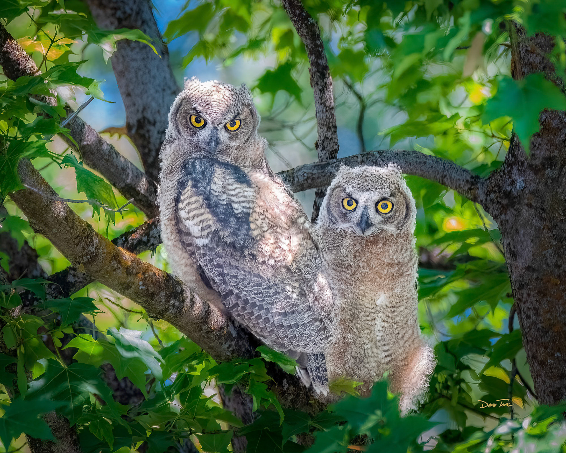 Look at Us Look at You | Juvenile Great Horned Owls