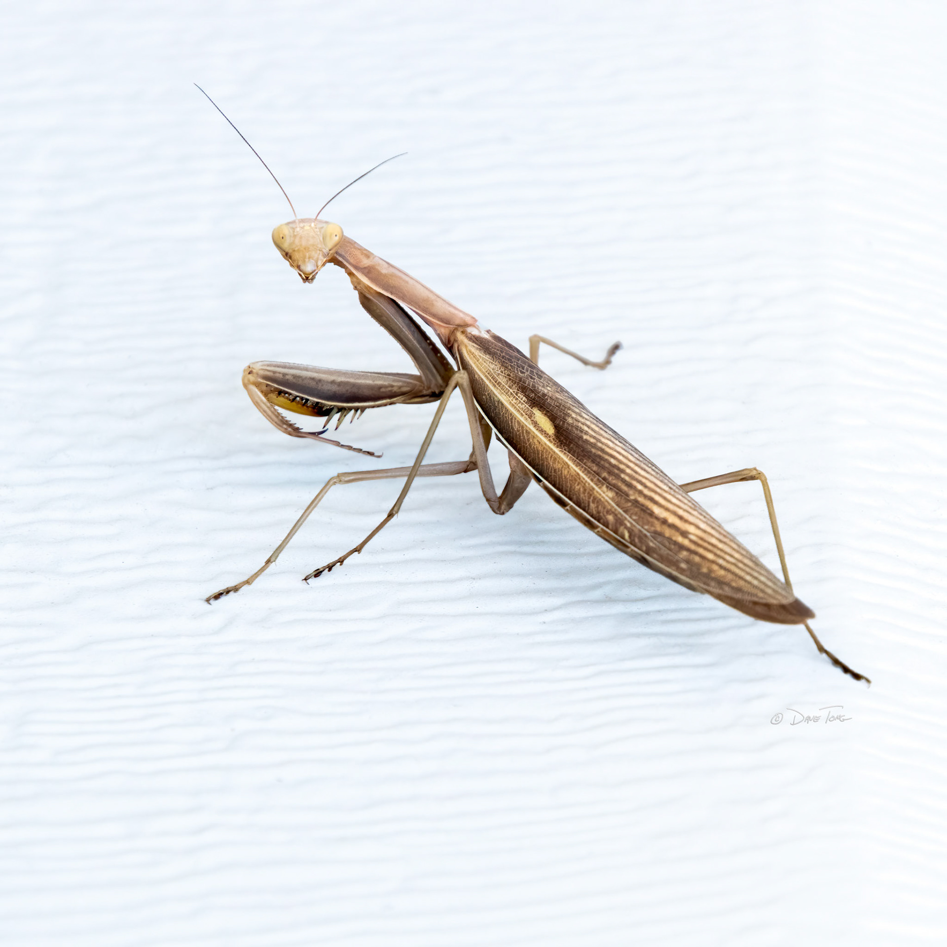 Mantis Stare