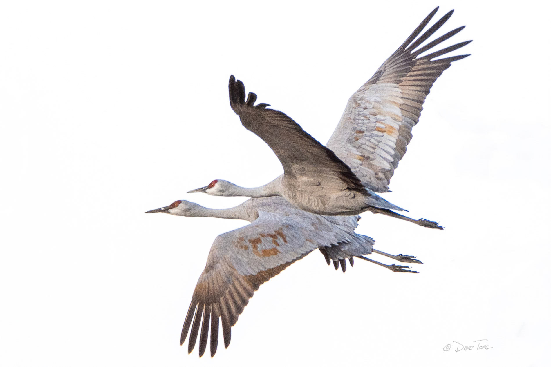 Sandhill Cranes | Duet