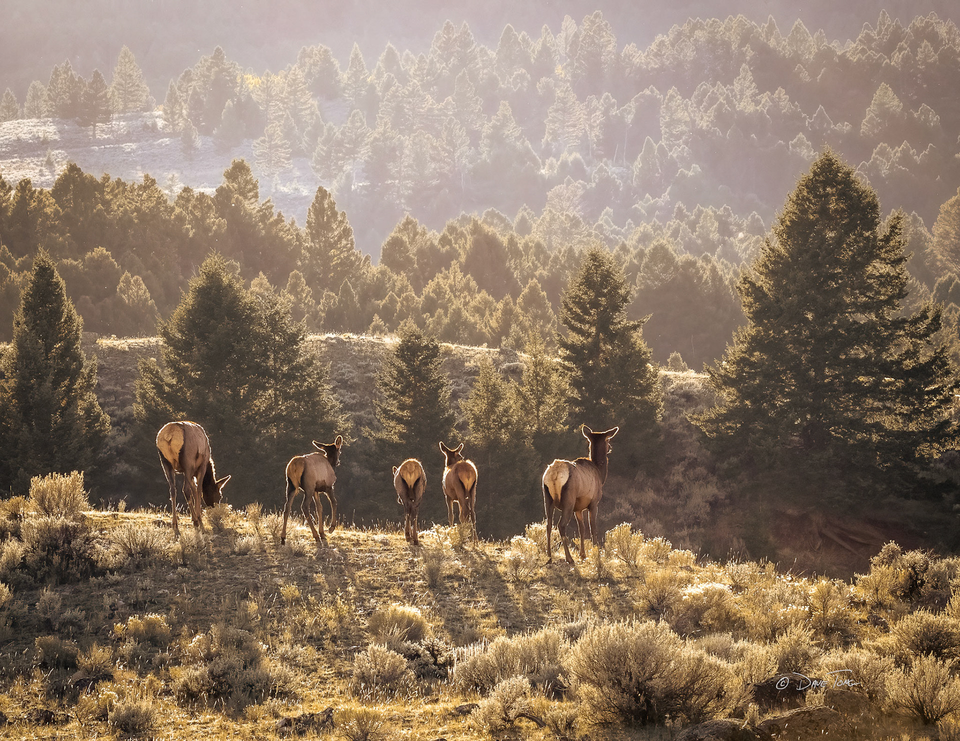Elk | Morning Graze and Gaze