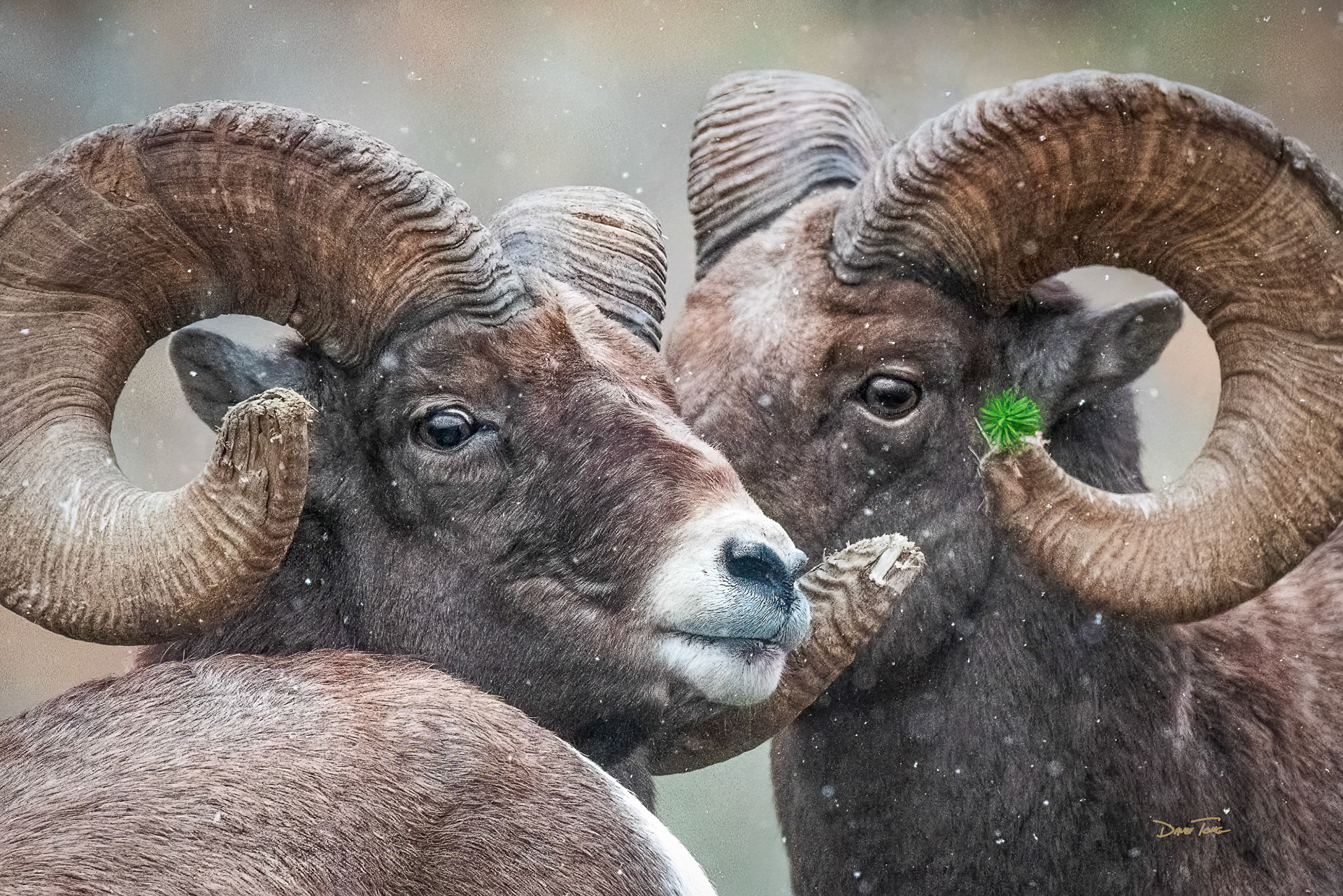 Yule Rams