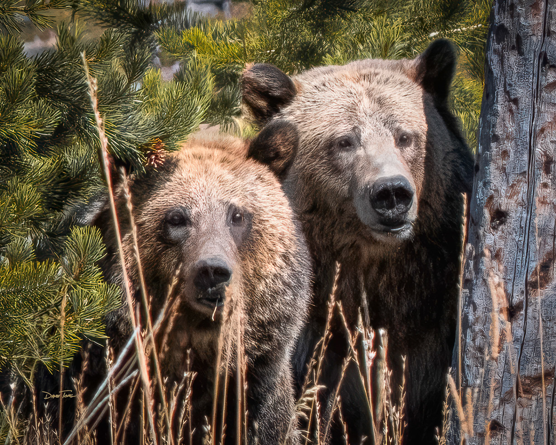 Bear Pair | Grizzly Bears