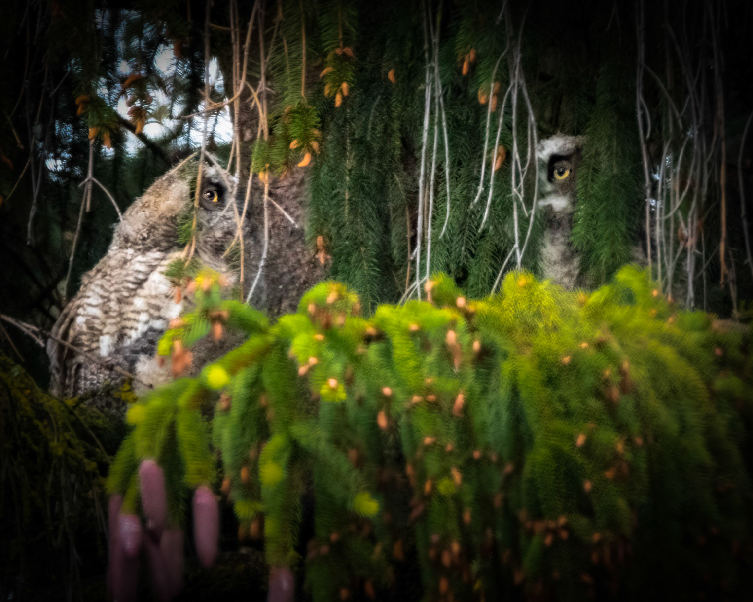 Hidden