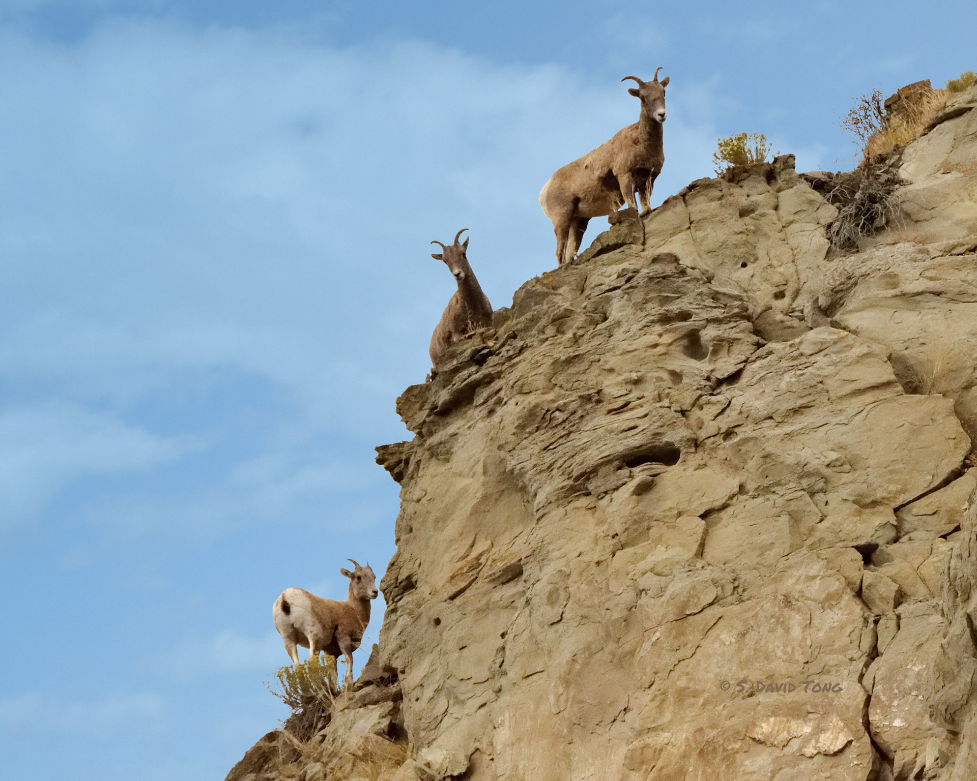Bighorn Skyline