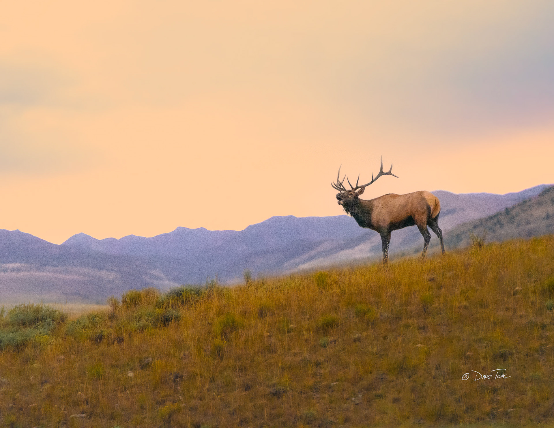 Bugling Bull Elk