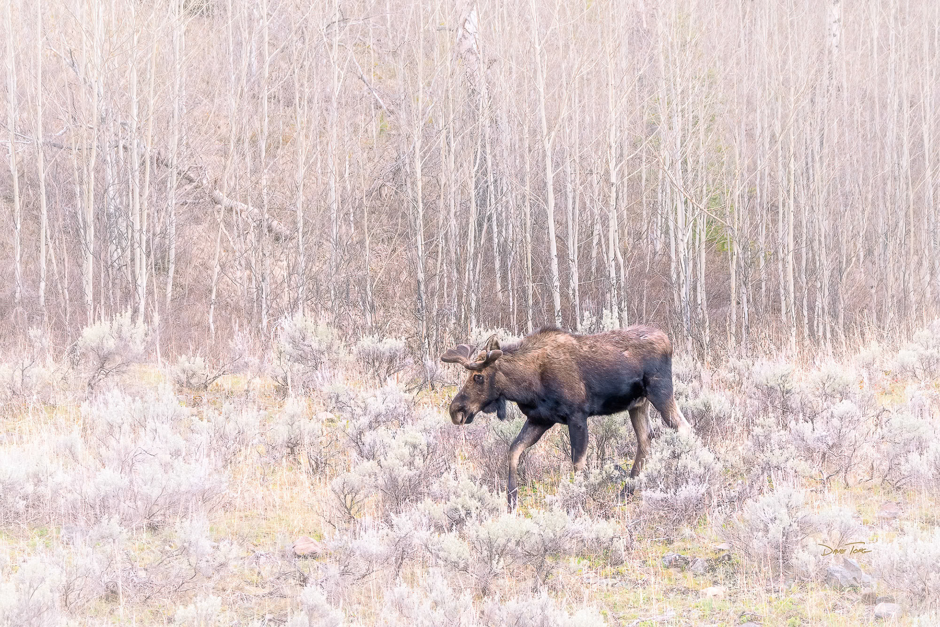 Pale Morning Velvet  | Moose in Velvet