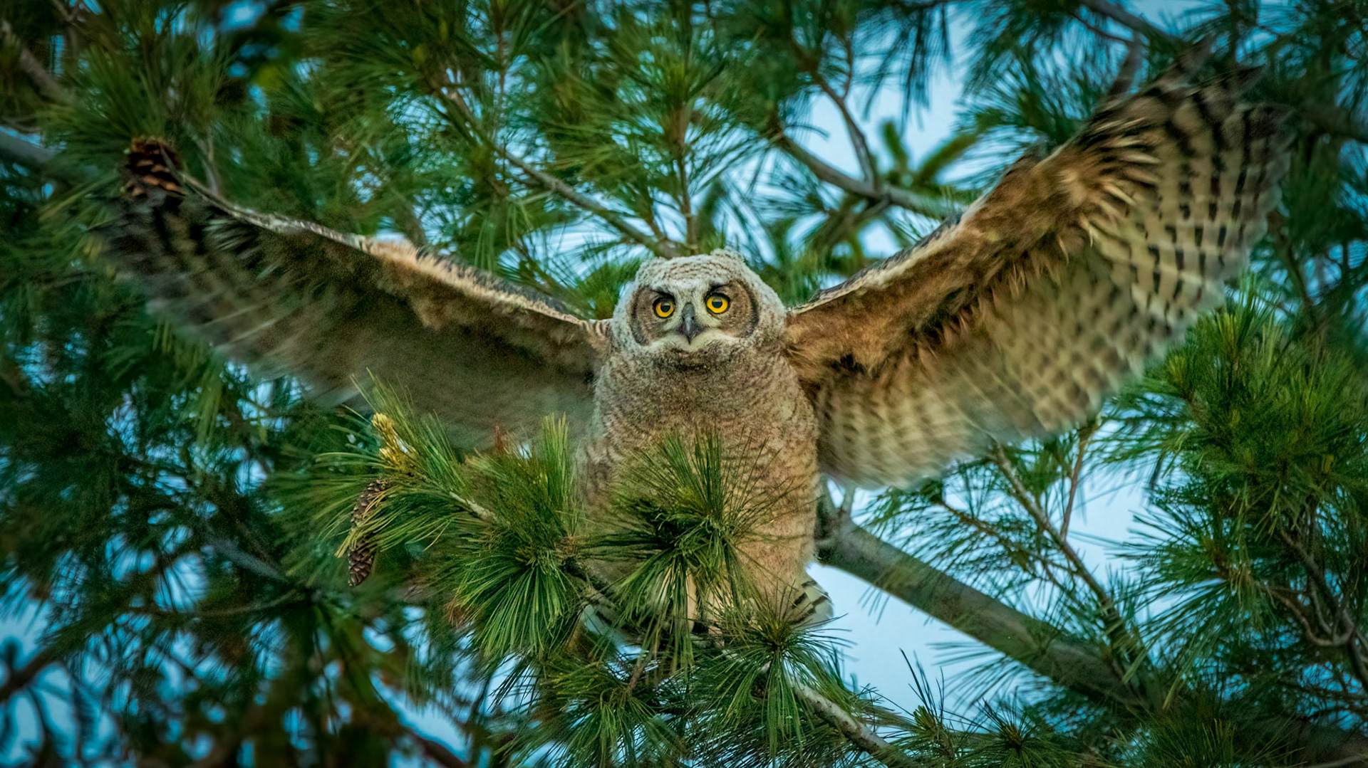 Wings Wide