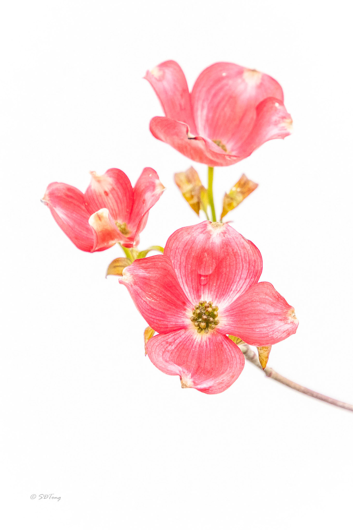 Pink Flowering Dogwood Portrait