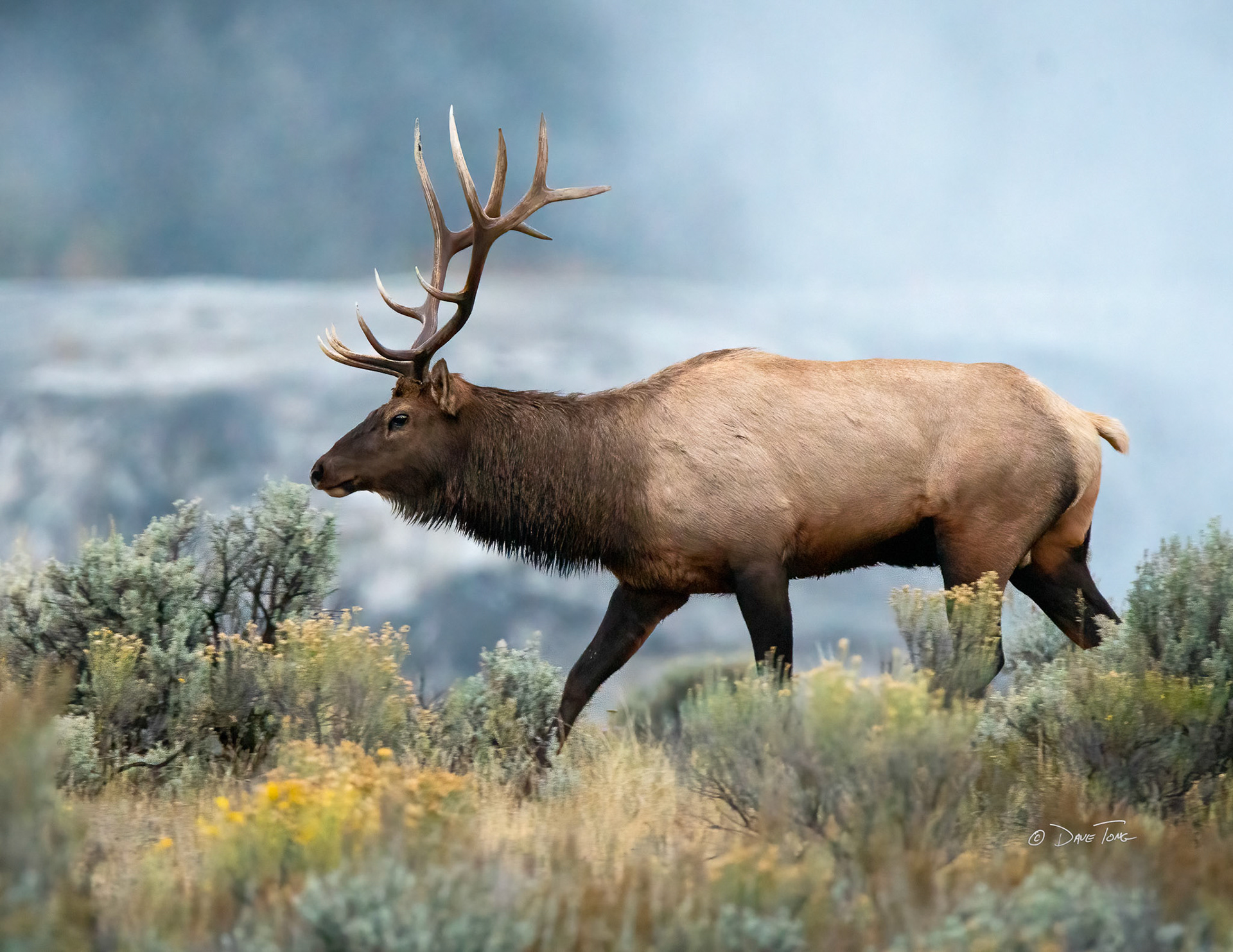 Bull Elk and Hot Spring Mist