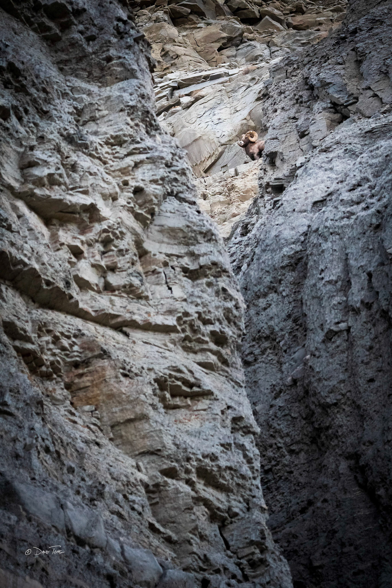 High Canyon Ram