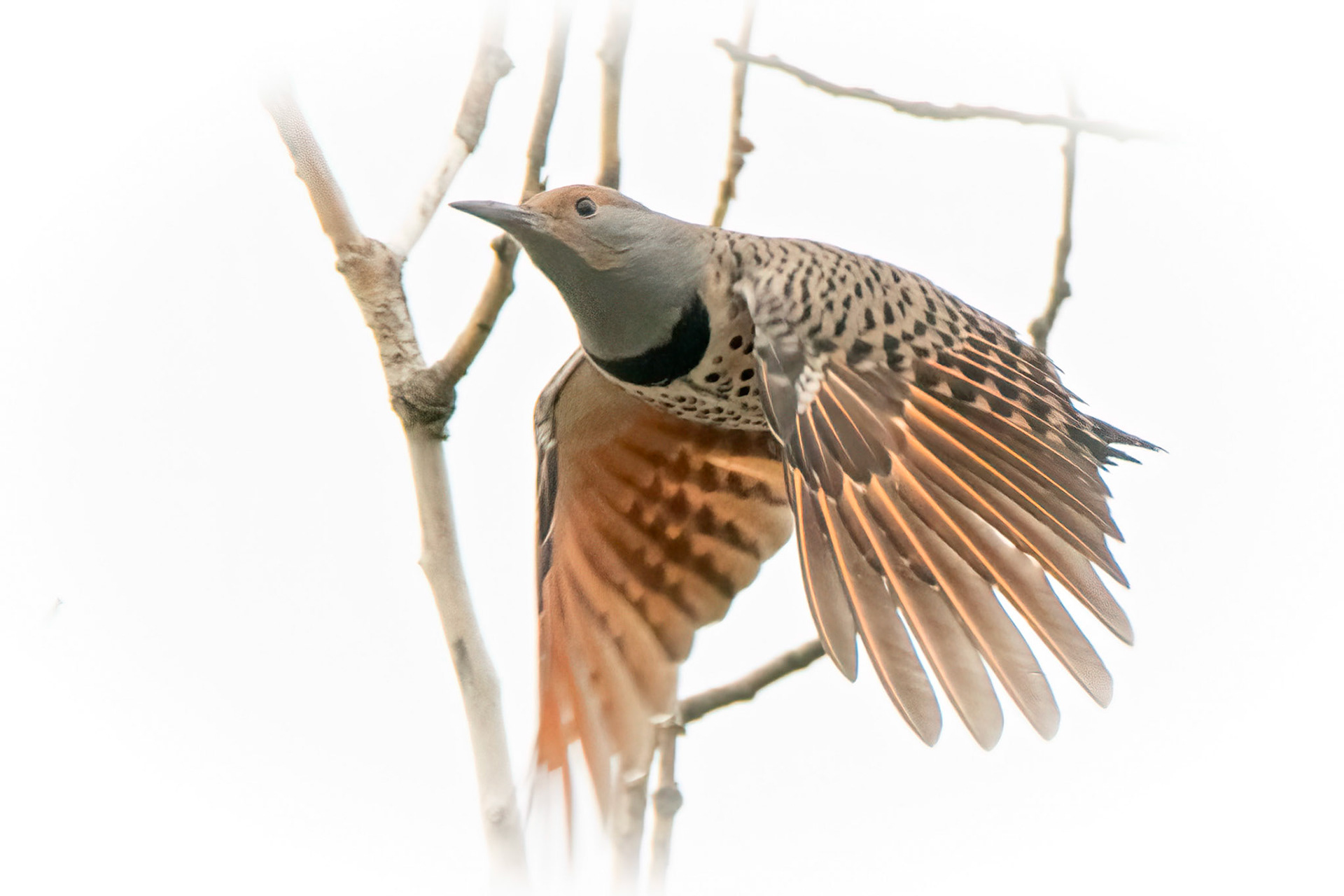 Flicker in Flight