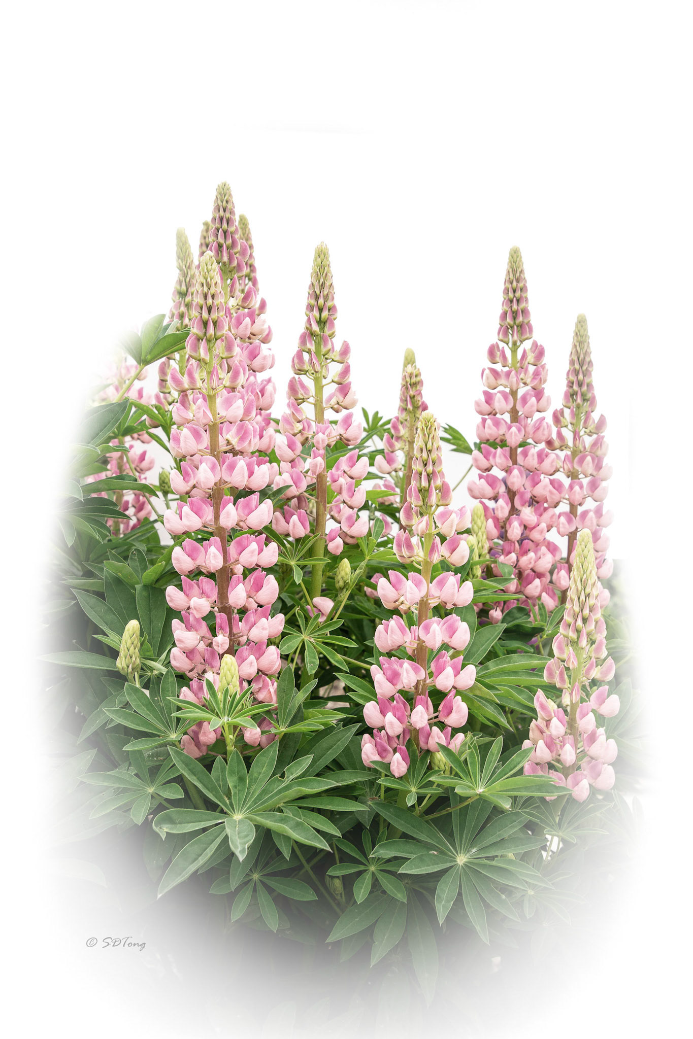 Pink lupine Cluster