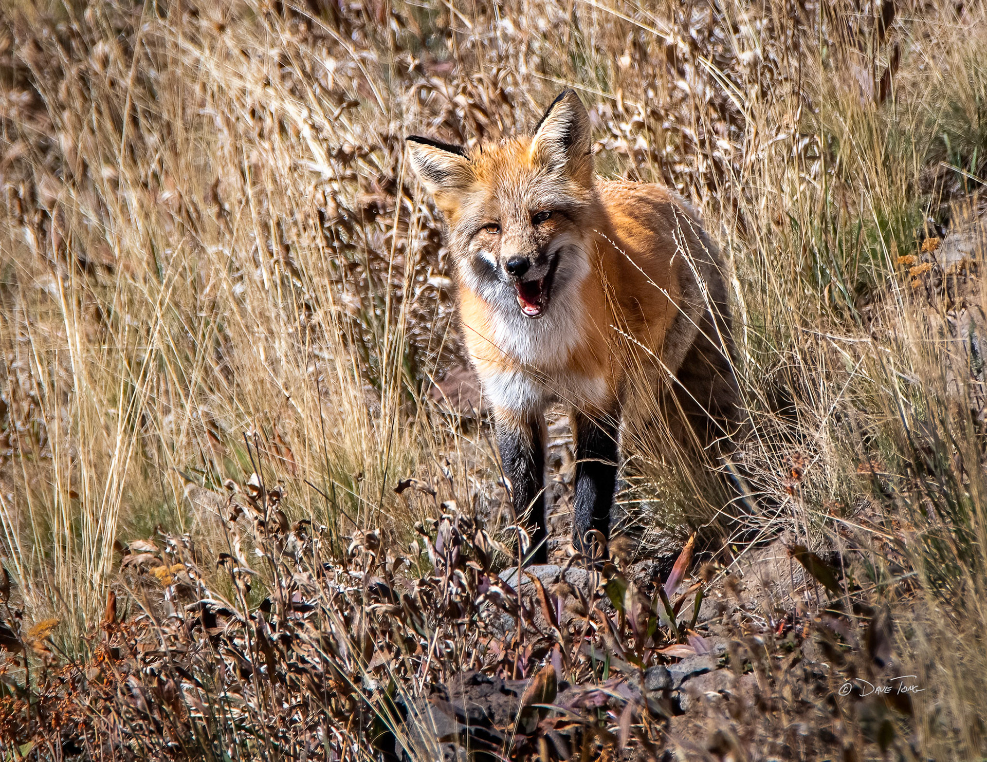 Curious Fox
