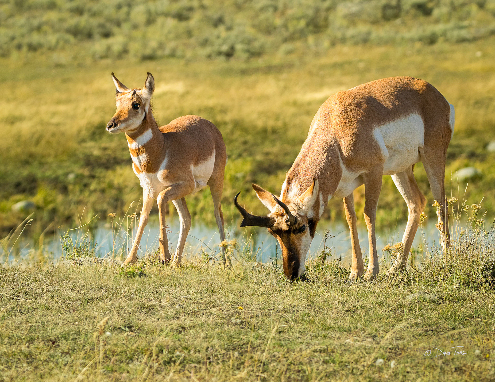 Pronghorn Graze