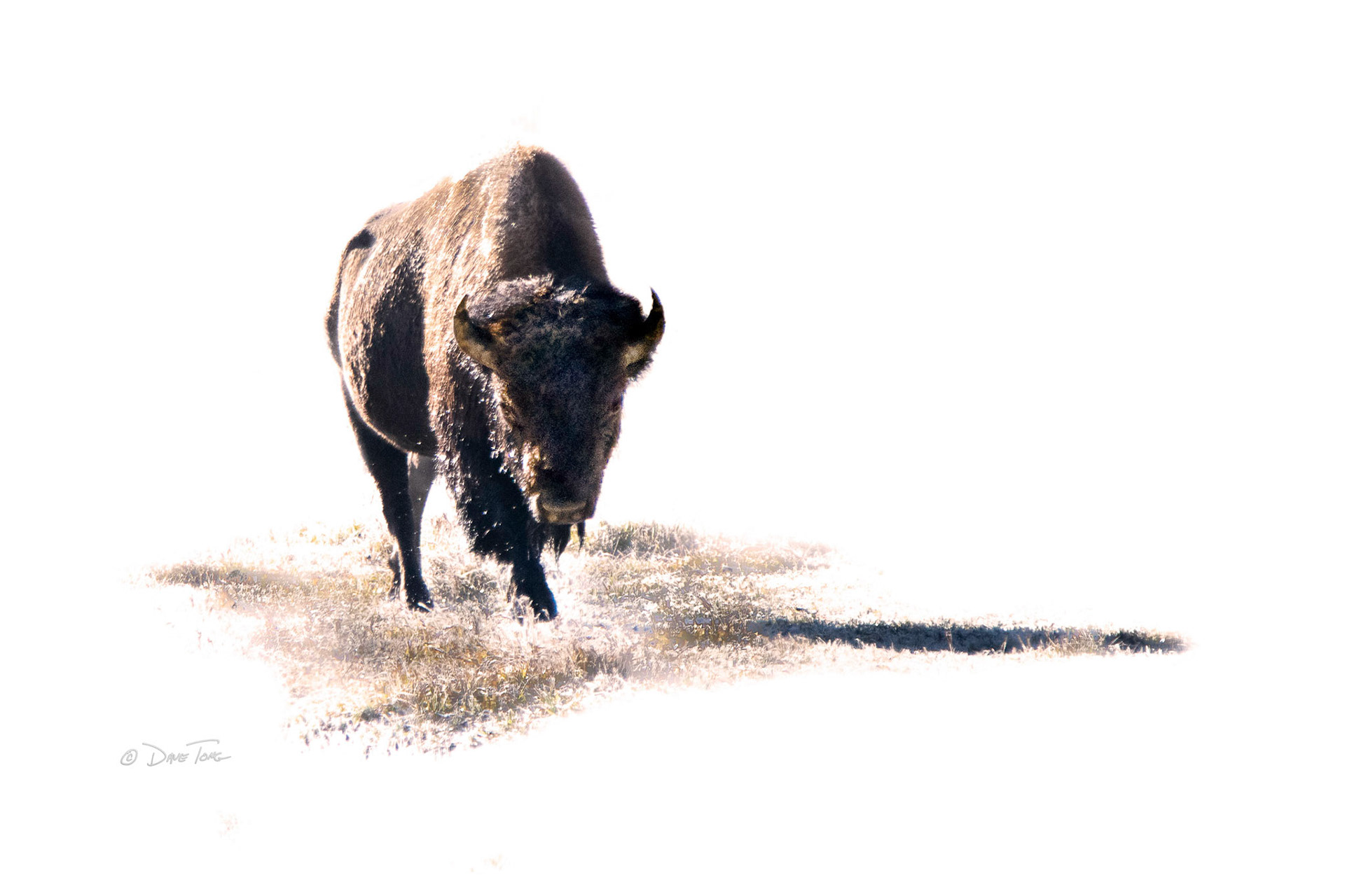 Bison Stroll