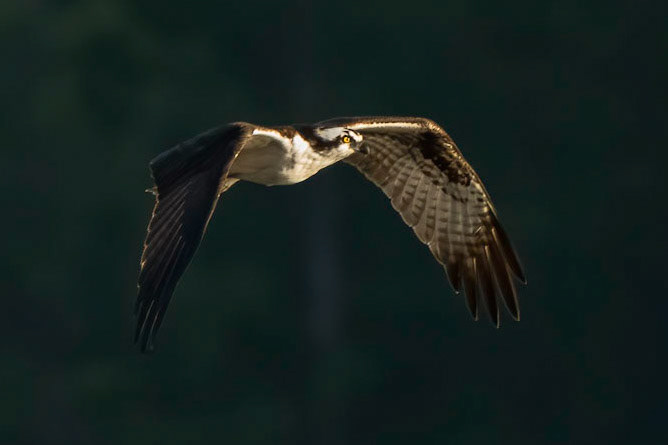 Osprey in flight