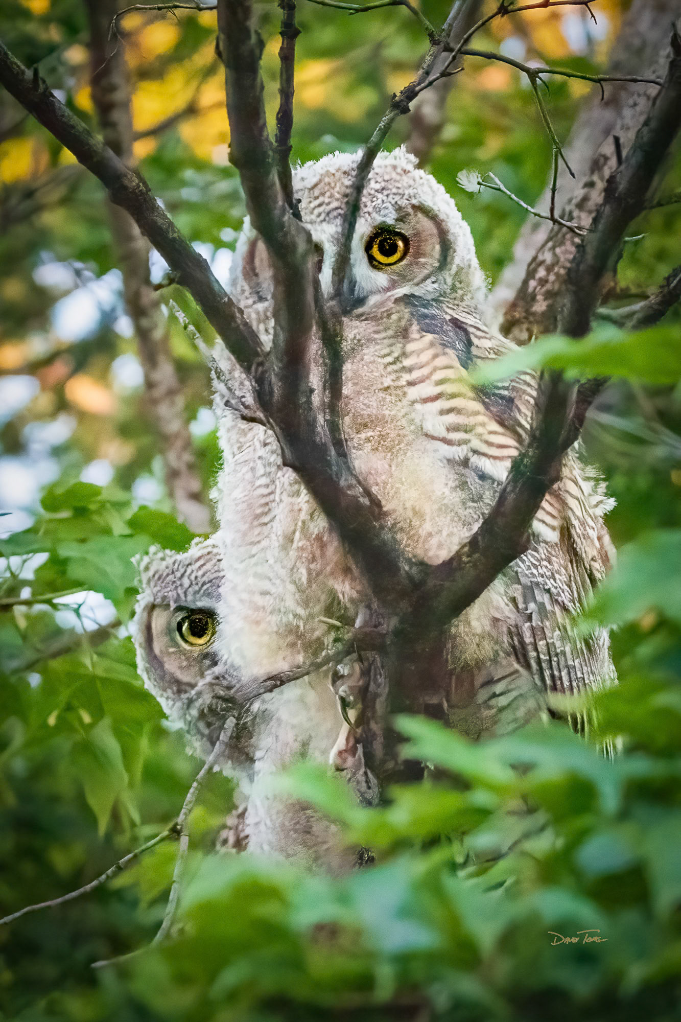 Curious and Careful | Juvenile Great Horned Owls