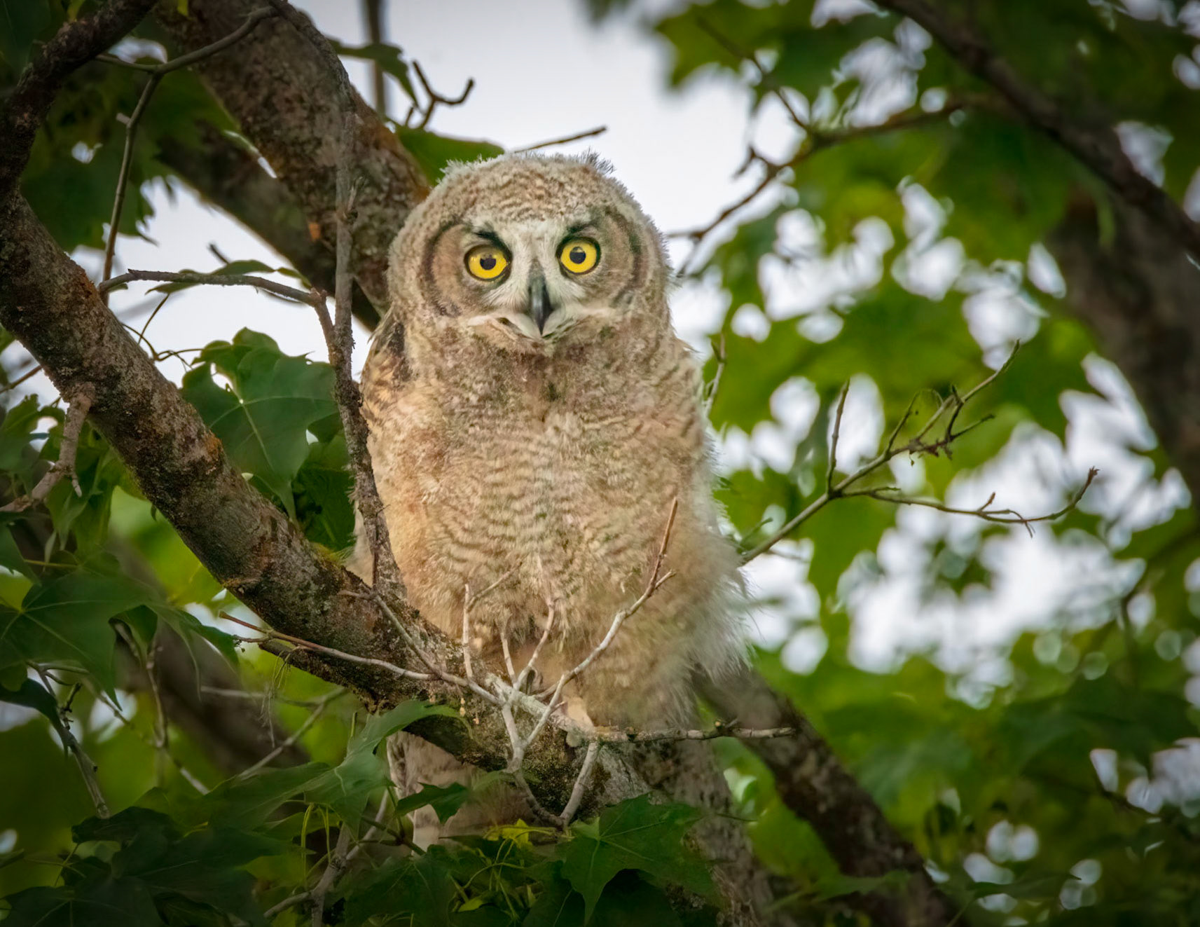 Maple Fledgling