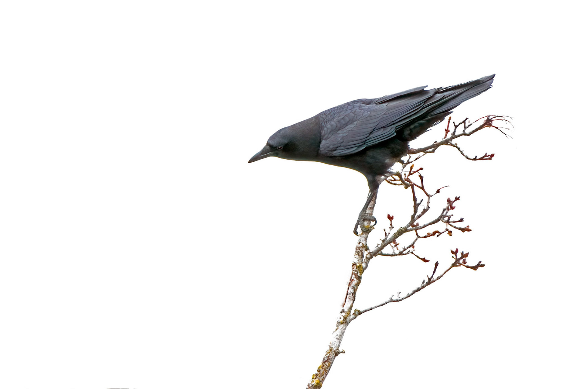 Crow on a Branch