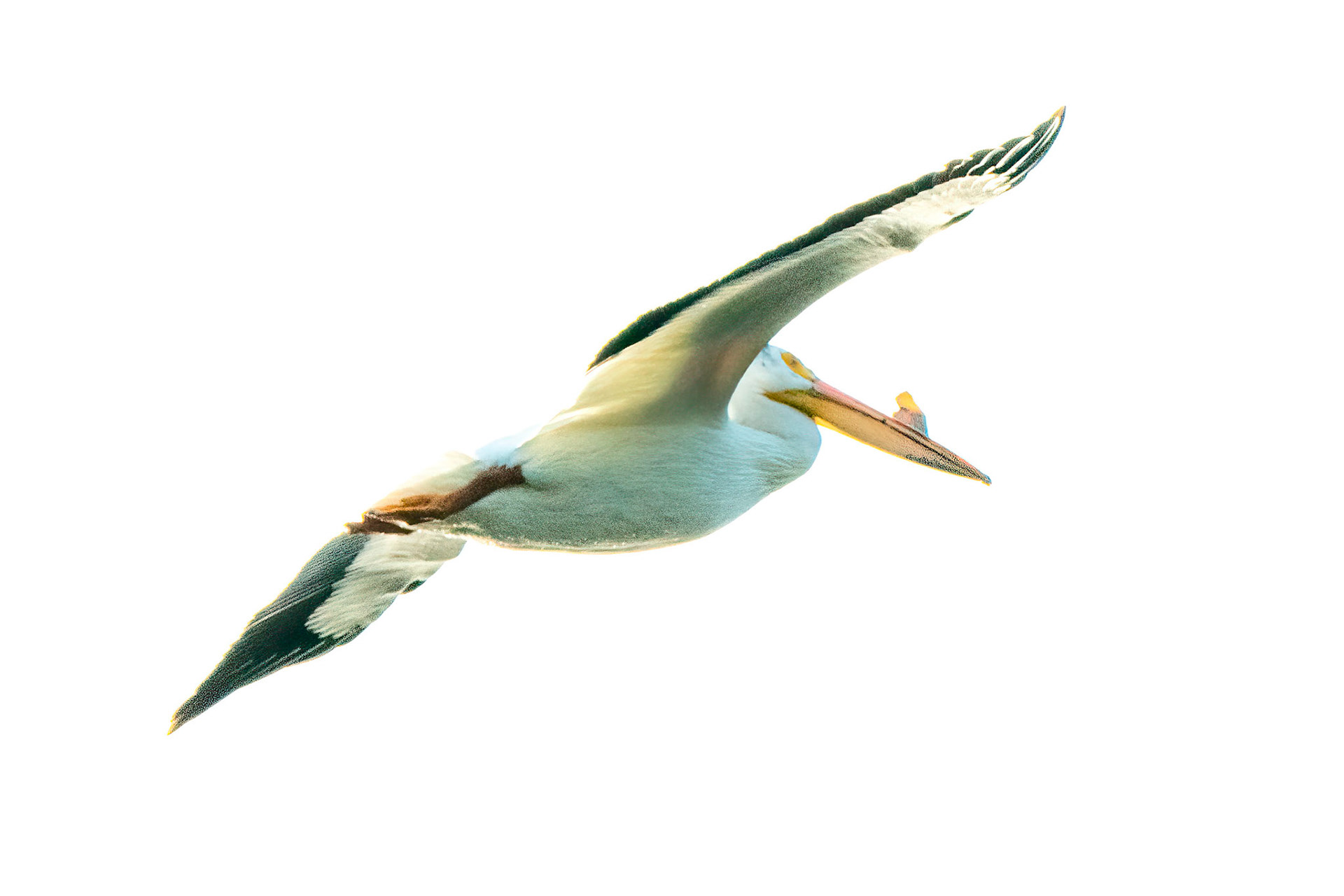 Pelican Flight