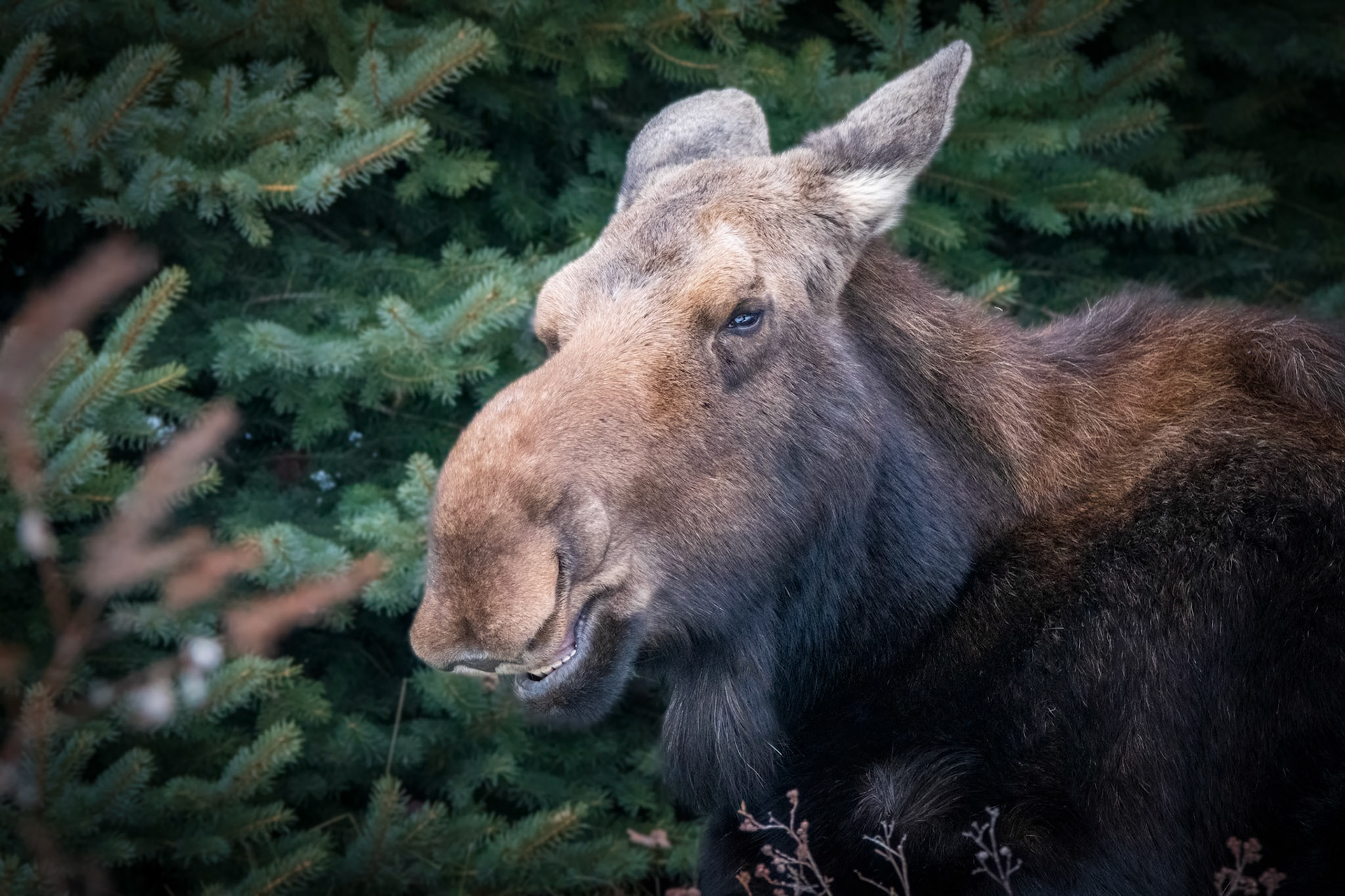 Moose Cow Smile