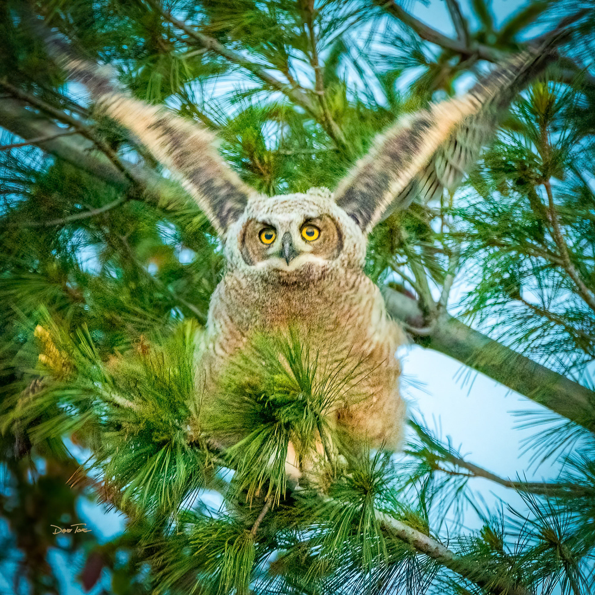 Behold the Feathered Ibex | Juvenile Great Horned Owl