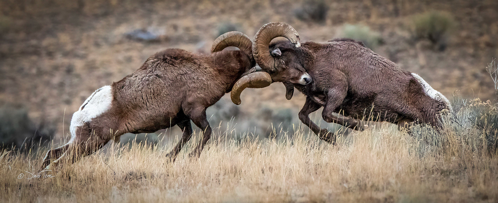 Battering Rams