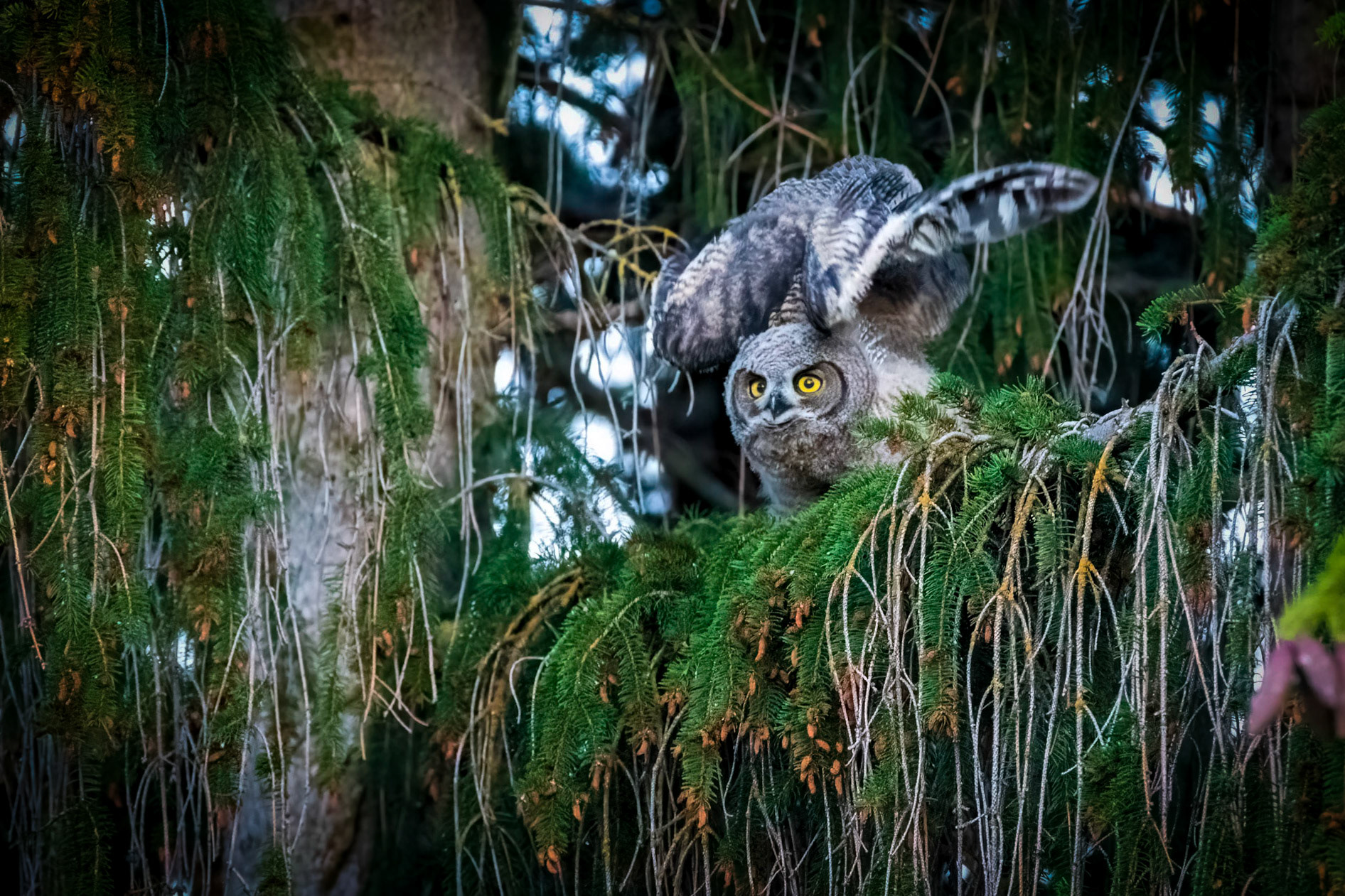 Wings Up
