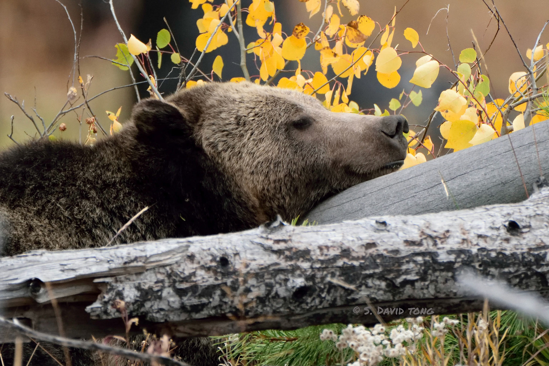 Sleeping on a Log