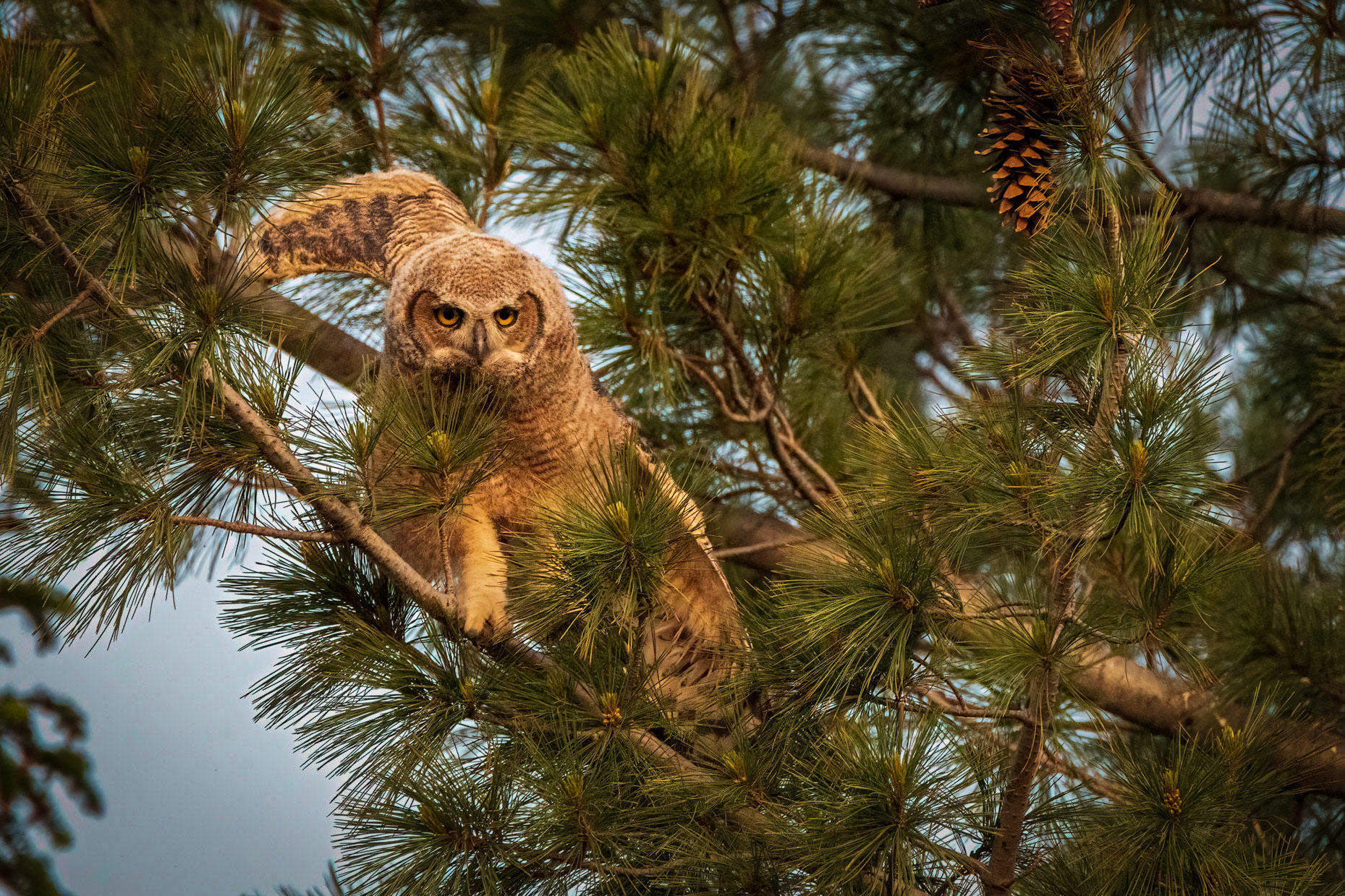Balancing Act