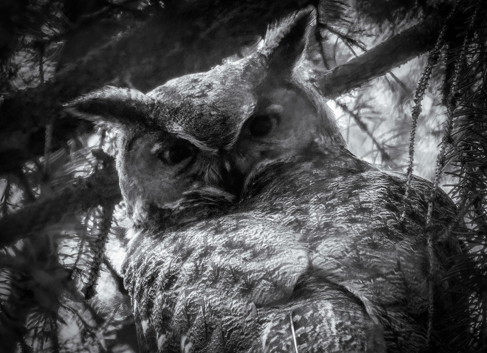 The Watcher