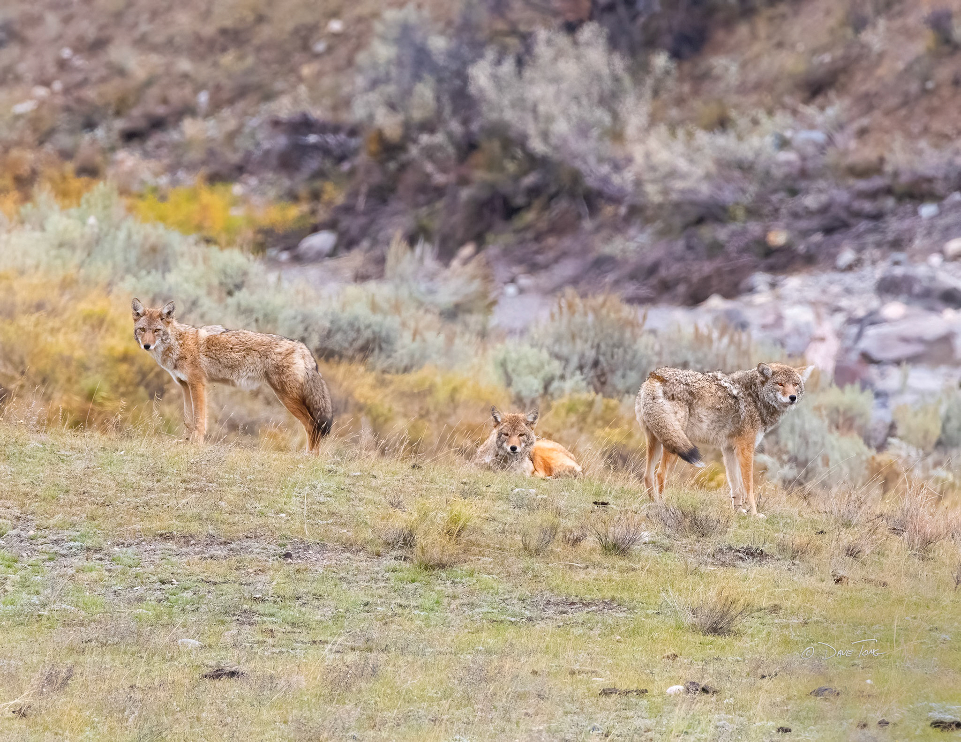 Coyotes Three