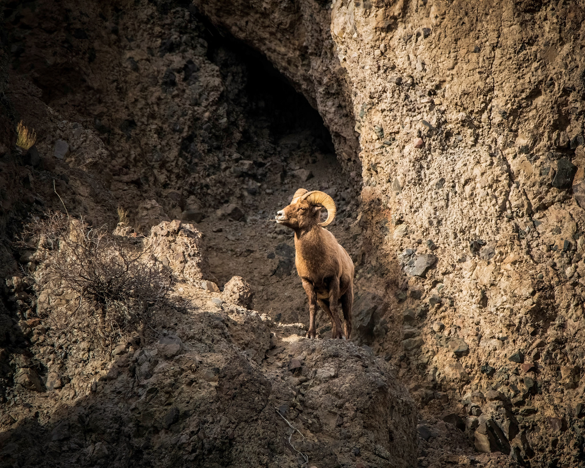 Ram in Canyon Light