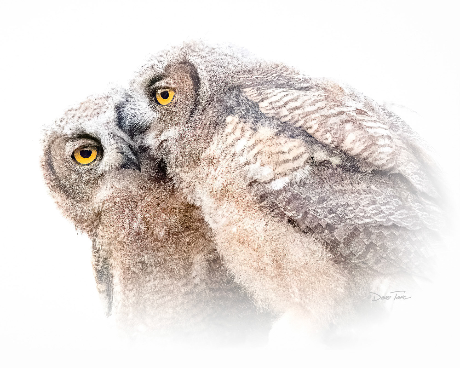 Cuddles | Juvenile Great Horned Owls