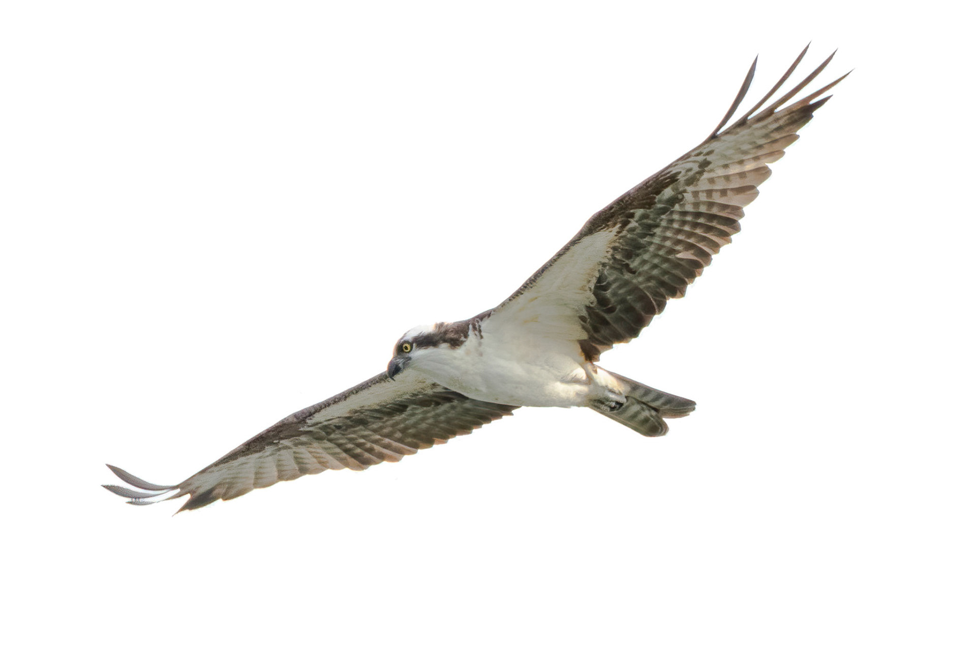 Osprey on the Wing