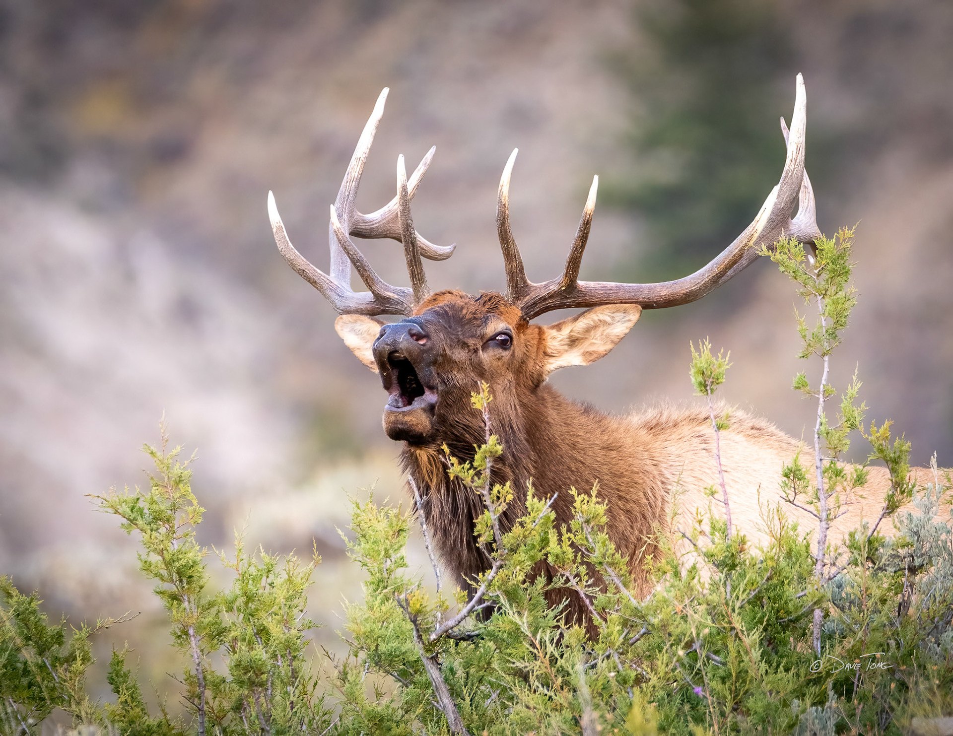 Bull Elk | First Call